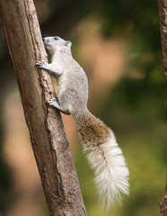 squirrel or small gong, Small mammals on tree © wuttichok