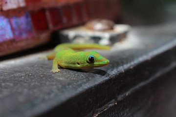 Colorful Green Golden Dust Day Gecko