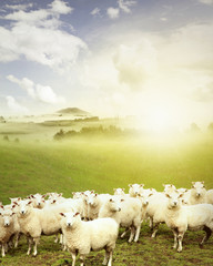 Sheep standing in paddock in front of sunny background