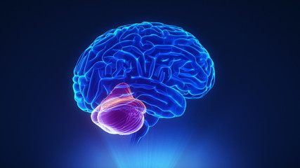 Right cerebellum in loop brain concept