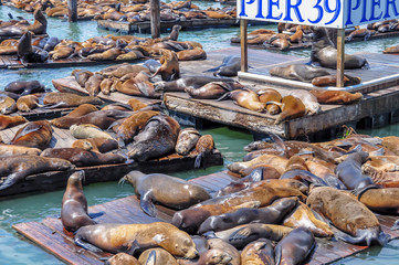 Sea lions on pier 39 in San Francisco, USA.