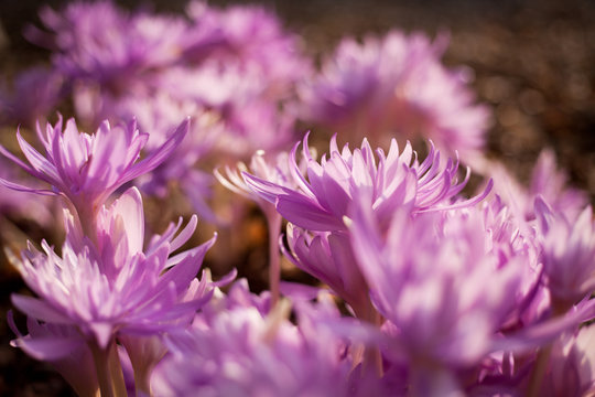 Crocus longiflorus
