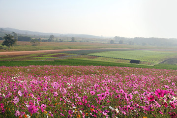 cosmos and green tea