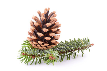 Pine cone and branch isolated on white