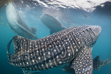 Naklejka premium Whale Shark coming to you underwater