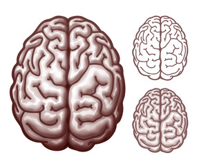 Brain. Top view