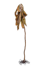 Dry plant isolated