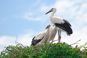 storks in the nest