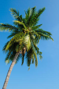 high coconut tree
