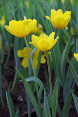 Obraz premium beautiful yellow tulips