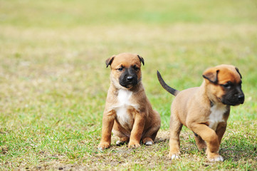 puppies belgian shepherd malinois