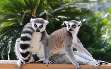 Fototapeta premium ワオキツネザル