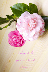 pink camelia