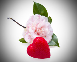 pink camelia and heart isolated