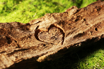 Fototapeta premium Heart carved in tree bark
