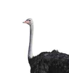 Top of Ostrich on white background