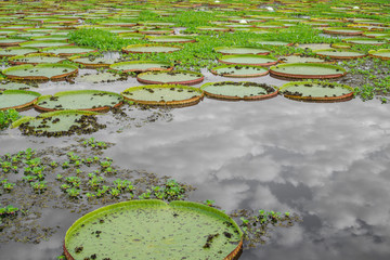 Brazilian Panantal and Victoria Regia