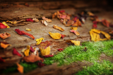 Getrocknete Blütenblätter