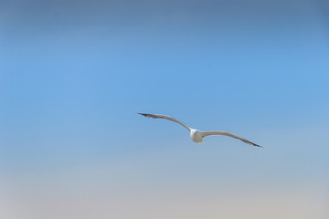 Sea gull in the sky