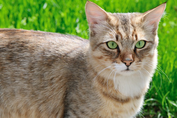 Fototapeta na wymiar cat on background of green grass