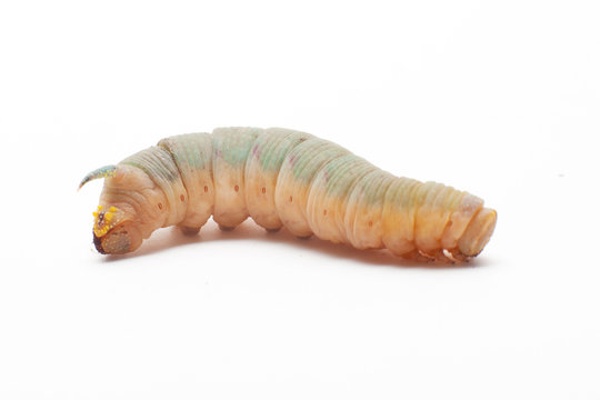 death's head hawkmoth caterpillar
