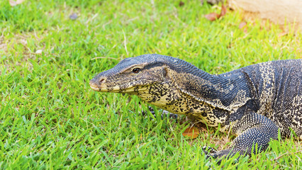 Komodo dragon