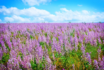 Fototapeta premium flowers in field