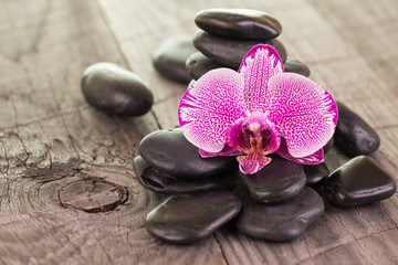 Fototapeta na wymiar Fuchsia Moth Orchid and black stones on weathered deck