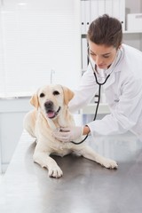 Cheerful veterinarian examining a cute labrador