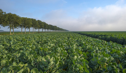 Fototapeta na wymiar Brussels sprout growing in a field at fall