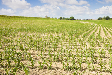 Fototapeta na wymiar Corn Field in Tuscany countryside