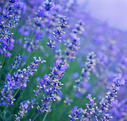 lavender