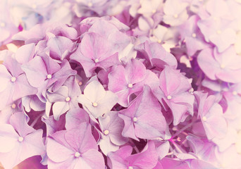 Vintage background from Hydrangea flowers