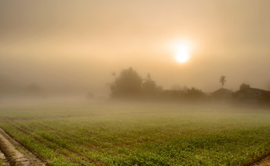 Landscape of Corn Farming Field and Sunrise in the Mist