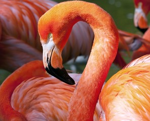 American Flamingo - Phoenicopterus ruber