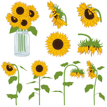 Sunflowers Set