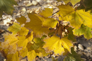 Golden Leaves