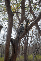 Langur