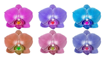 Fototapeta na wymiar Set of orchid flowers