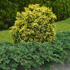 Juniperus communis Suecica Aurea, Juniperus horizontalis