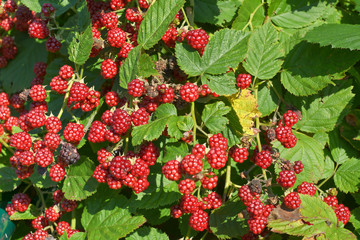 Unripe Blackberries