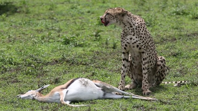 Gepard eating springbok