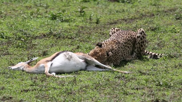 Gepard eating springbok