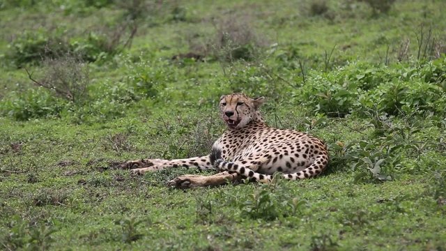 Gepard eating springbok