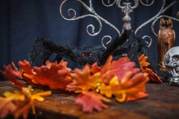 Spider and autumn oak leaves