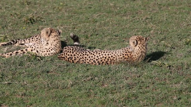 couple gepards relaxing 