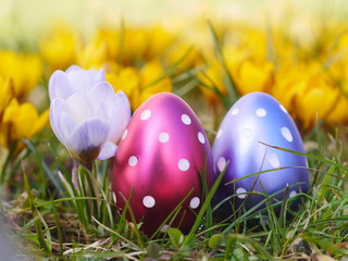 crocus with easter eggs on meadow