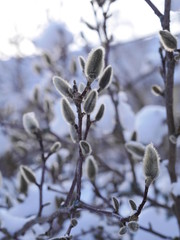 snowy pussy willow morning