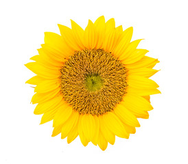 Fototapeta premium Sunflowers