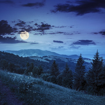 coniferous forest on a  mountain slope at night